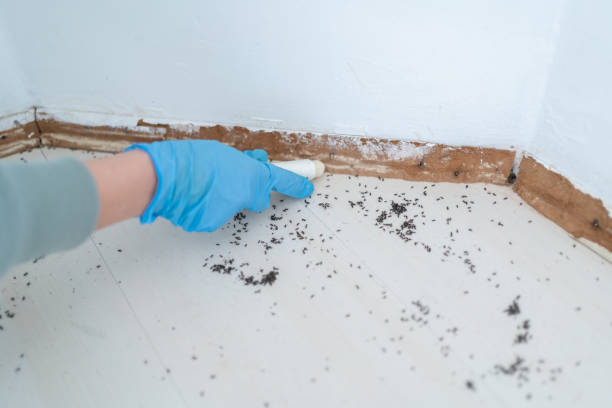 Best Ant Control Services  in Central City, IL